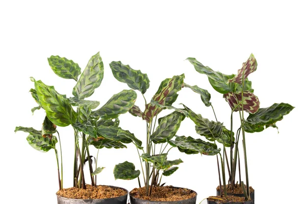 Plantas de Calathea verdes y hermosas macetas — Foto de Stock