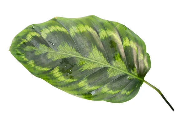 Nær grønne blader av Calathea-planter – stockfoto