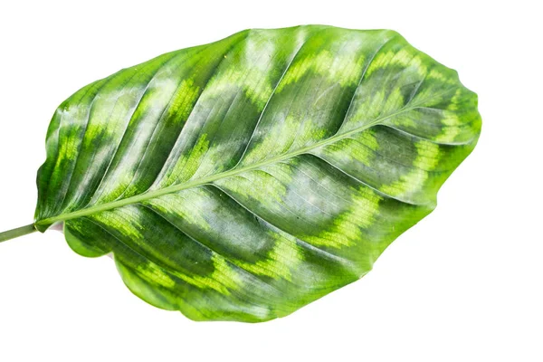 Tutup daun hijau tanaman Calathea — Stok Foto