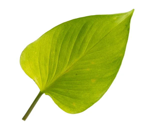 Tutup daun kuning indah dari Philodendron Golden Heart tanaman — Stok Foto