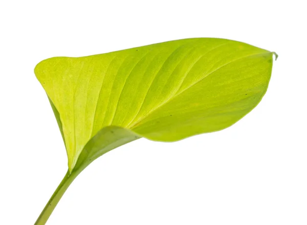 Feche a bela folha amarela da planta Philodendron Golden Heart — Fotografia de Stock