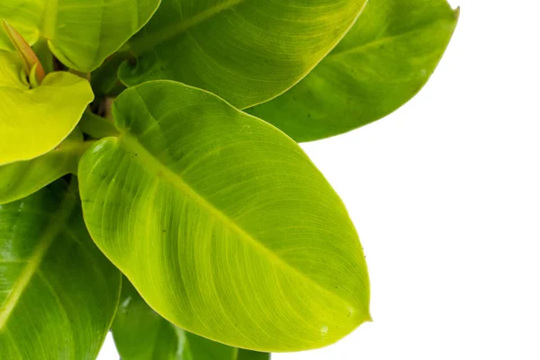 Översta bild av Philodendron månsken växter — Stockfoto