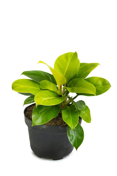 Grüne und schöne Philodendron-Mondlichtpflanzen — Stockfoto