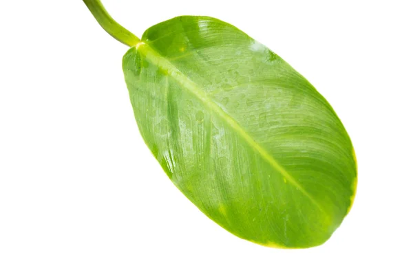 Leaf stem of Philodendron Moonlight — Stock Photo, Image