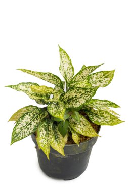 Green and beautiful potted Aglaonema Snow White plants clipart