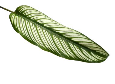 Calathea Ornata Albolineata yeşil yaprak şerit