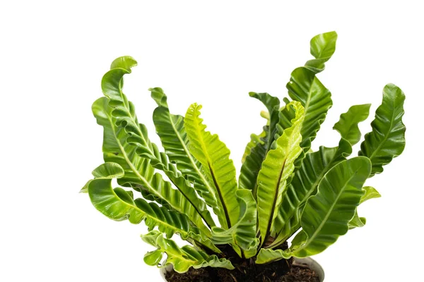 Green and beautiful potted Kadaka Lasagna plants — Stock Photo, Image