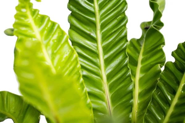Retrato de hojas verdes tropicales de Kadaka Lasaña —  Fotos de Stock