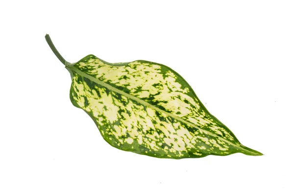 Leaf stem of Aglaonema Snow White — Stock Photo, Image