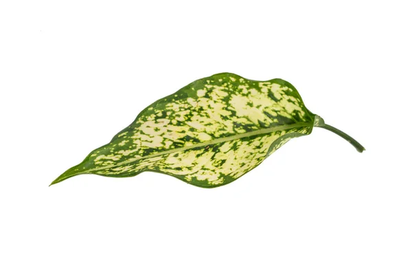 Leaf of Aglaonema Snow White plants — Stock Photo, Image