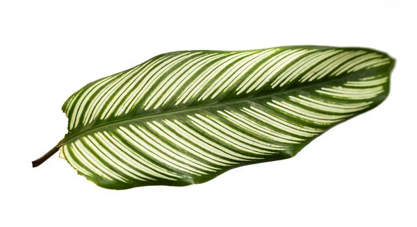 Exotic striped leaves Calathea Ornata Albolineata — Stock Photo, Image