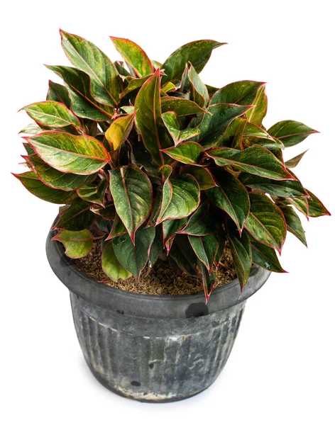 Grüne und schöne Aglaonema-Lippenstift-Pflanzen — Stockfoto