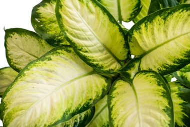Dieffenbachia Doku Yaprakları benzersiz beyaz doku vardır