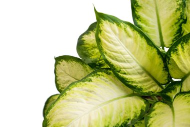 Dieffenbachia Doku güzel ve çekici tropikal yaprakları