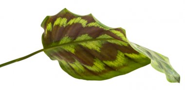 Calathea bitkisinin güzel yaprağı