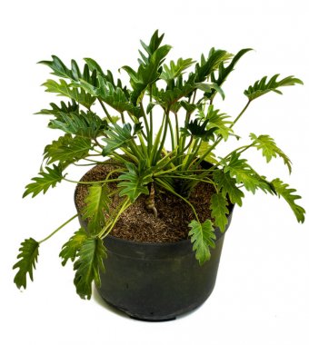 Güzel saksı Philodendron Xanadu bitkilerin Yeşil