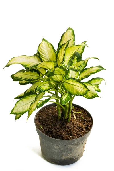 Grün gelb und schöne eingetopfte Dieffenbachia-Gewebepflanzen — Stockfoto