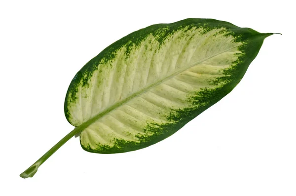 Leaf Stem a Dieffenbachia szöveti — Stock Fotó
