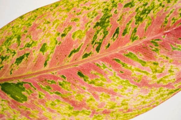 Листья Донакармена - уникальная красная текстура — стоковое фото
