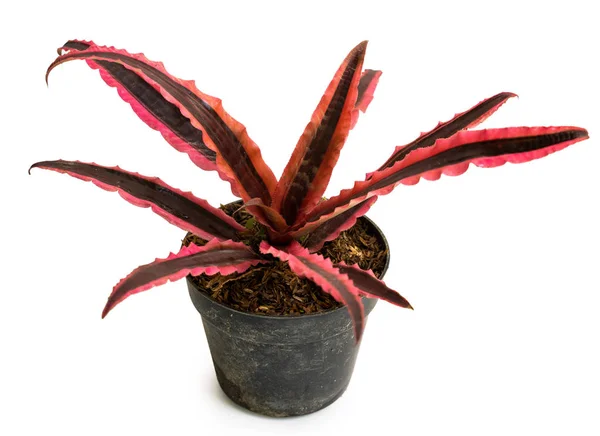 Exotic of beautiful potted Cryptanthus plants — Stok Foto