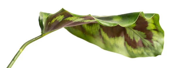 Feuille de couleur tropicale de Calathea — Photo