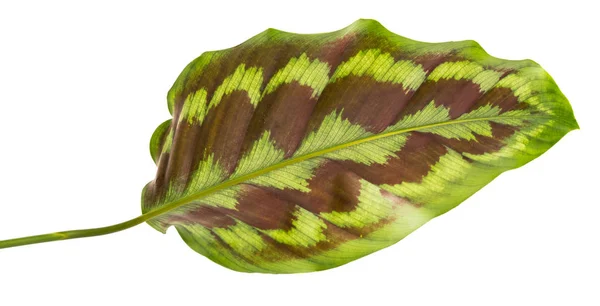 Daun batang Calathea — Stok Foto