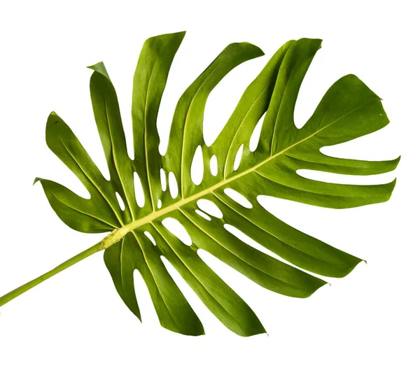 Bladsteel van Monstera — Stockfoto