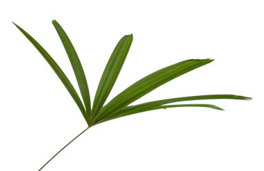 Yakın egzotik şekil Raphis excelsa bırakır