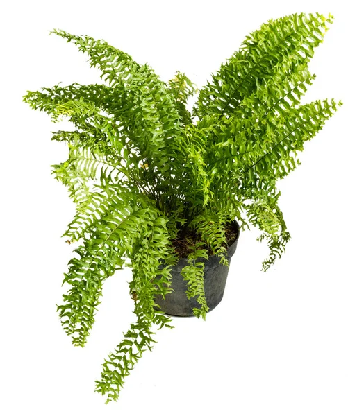 Indah Nephrolepis Exaltata tanaman dalam pot dengan bentuk daun menarik — Stok Foto