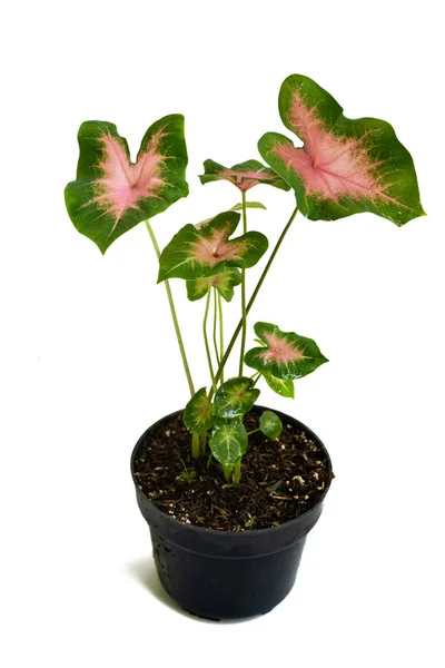 Hijau merah muda dari indah pot Caladiums tanaman — Stok Foto