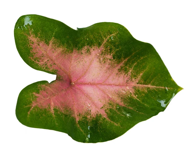 Tutup bentuk eksotis daun Caladiums — Stok Foto