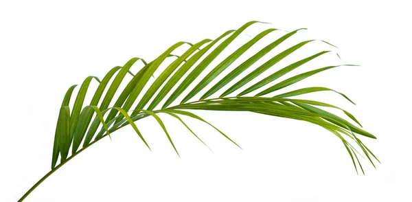 Vue du côté de la tige de la feuille de palmier — Photo