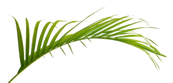 Portrait de feuilles tropicales de palmier — Photo