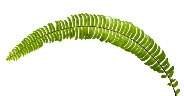 Leaf stem of Nephrolepis Exaltata — Stock Photo, Image