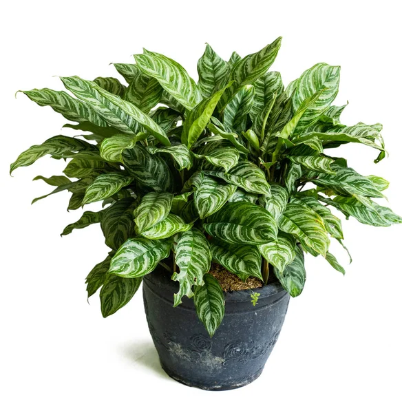 Grün der schönen Aglaonema-Pflanzen — Stockfoto