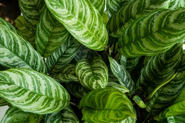 Top view green of beautiful potted Aglaonema plants — Stock Photo, Image