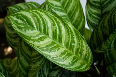 Aglaonema yaprak sapı yakın