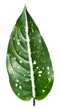 Yakın egzotik şekil Aglaonema Costatum bırakır 