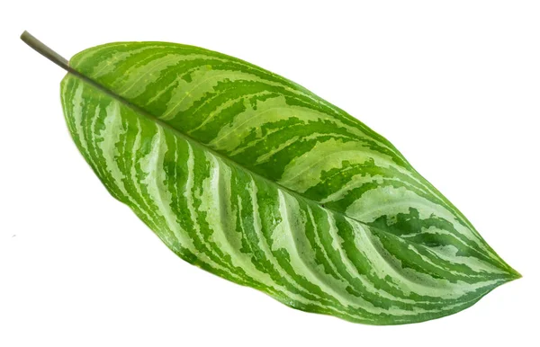 Portrait of tropical leaves of Aglaonema — Stock Photo, Image