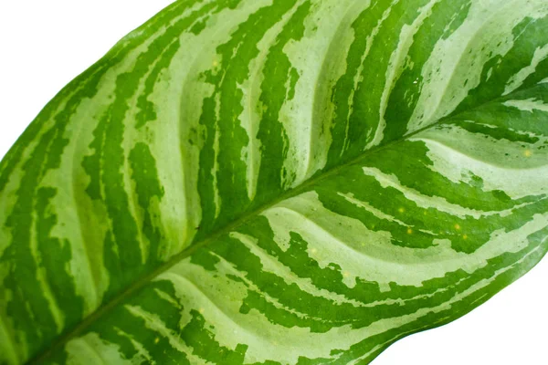 Close up folhas verdes de plantas Aglaonema — Fotografia de Stock