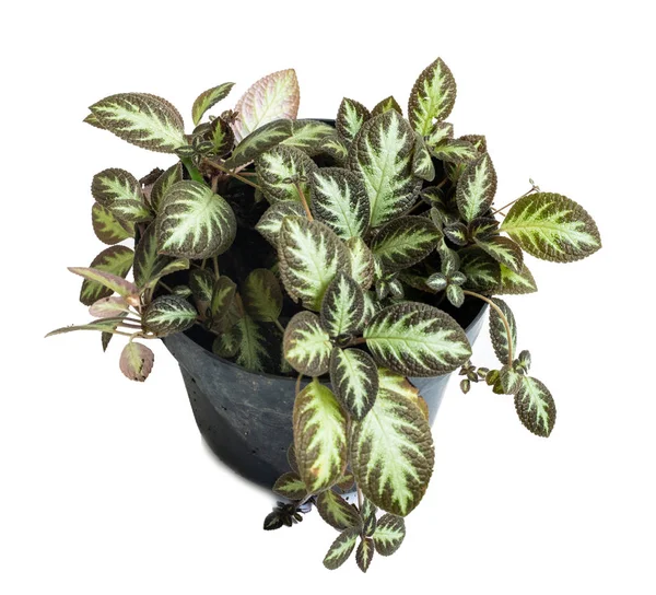 Verde da bela vasos plantas Episcia Cupreata — Fotografia de Stock