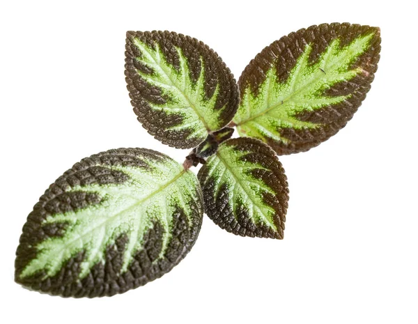 Haste foliar de Episcia Cupreata — Fotografia de Stock