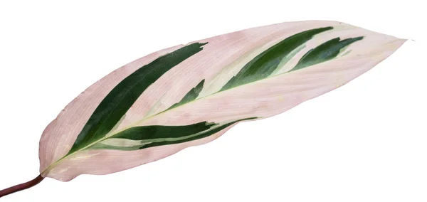 Mooie Blend kleuren van Calathea bladeren — Stockfoto