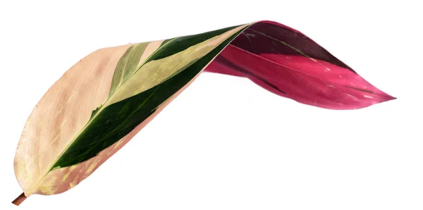Beaux mélanges de couleurs de feuilles de Calathea — Photo