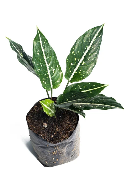 Verde da bela vasos Aglaonema plantas Costatum — Fotografia de Stock