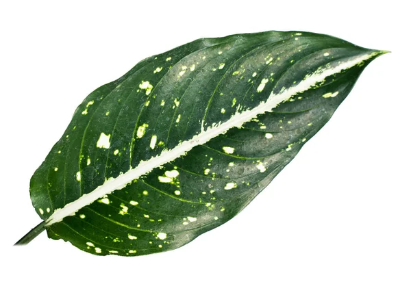 Aglaonema Costatum листя красиво смугасті — стокове фото
