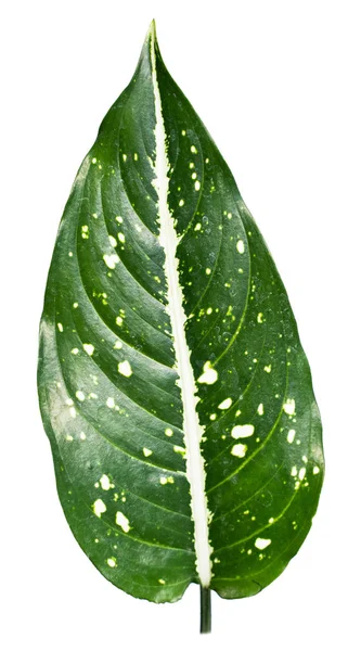 Bliska egzotyczny kształt liści Aglaonema Costatum — Zdjęcie stockowe