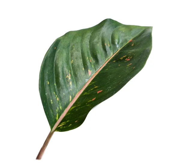 Close up of leaf stem of Aglaonema — Stock Photo, Image