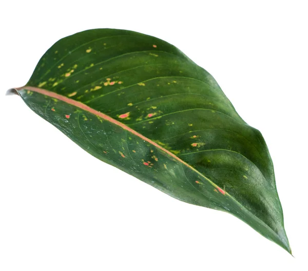 Potret daun tropis dari Aglaonema — Stok Foto