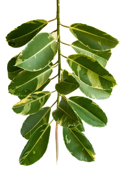 Groene bladeren geïsoleerd — Stockfoto